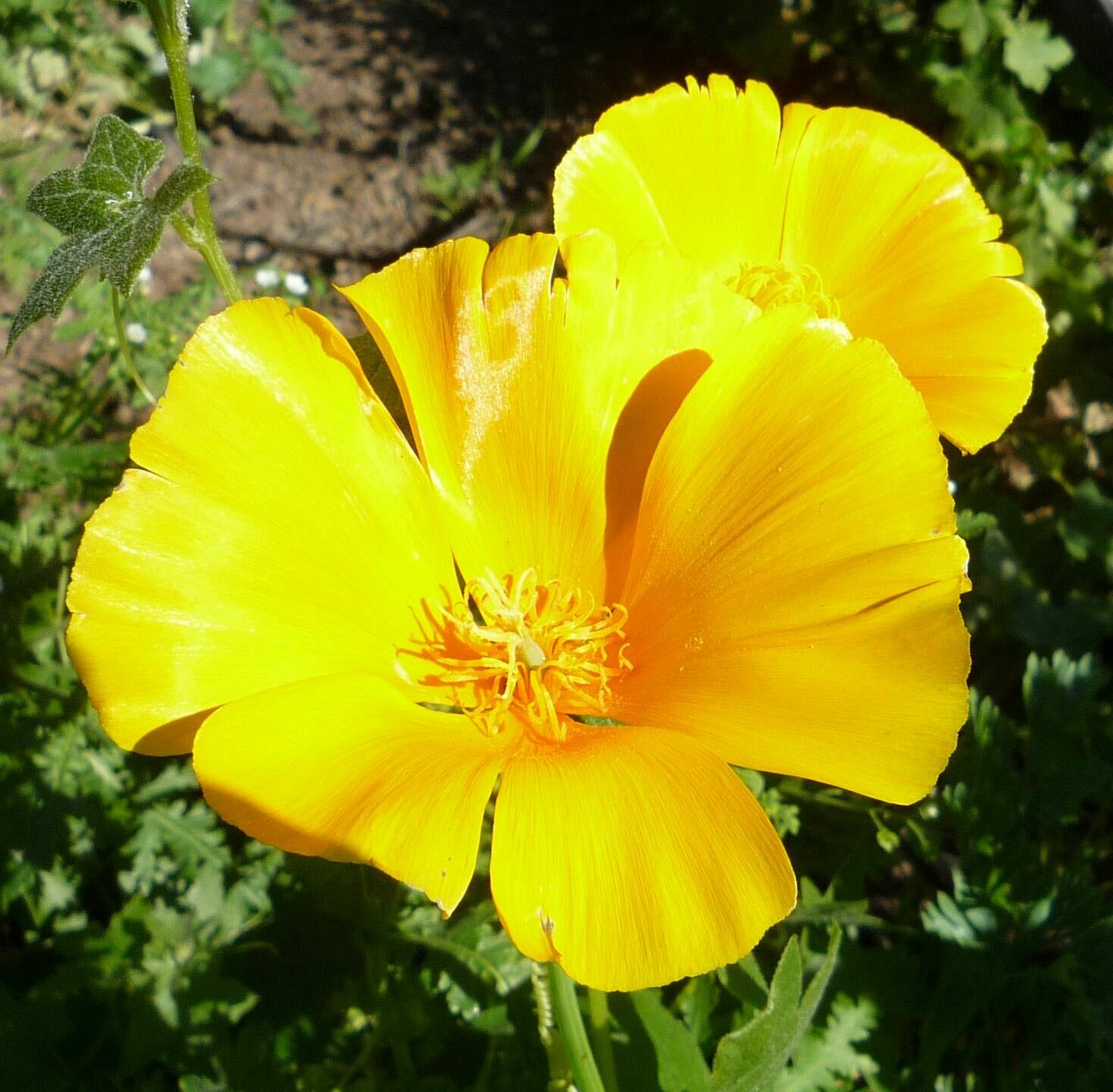 High Resolution Eschscholzia caespitosa Flower